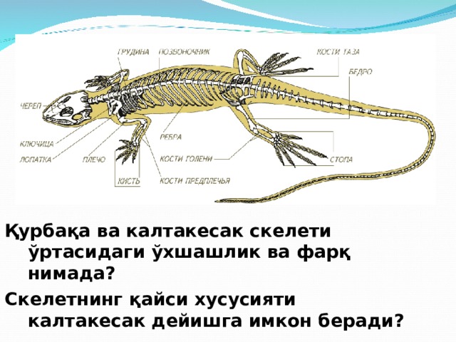 Қурбақа ва калтакесак скелети ўртасидаги ўхшашлик ва фарқ нимада? Скелетнинг қайси хусусияти калтакесак дейишга имкон беради ? 