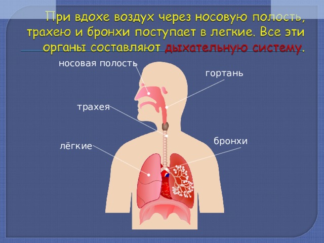 носовая полость гортань трахея бронхи лёгкие 