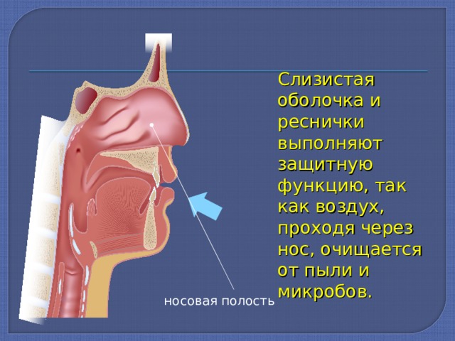 Слизистая оболочка и реснички выполняют защитную функцию, так как воздух, проходя через нос, очищается от пыли и микробов. носовая полость 
