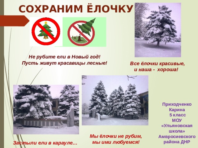  СОХРАНИМ ЁЛОЧКУ!  Не рубите ели в Новый год! Пусть живут красавицы лесные!  Все ёлочки красивые, и наша - хороша!        Приходченко Карина   5 класс МОУ «Ульяновская школа»   Амвросиевского района ДНР  Мы ёлочки не рубим, мы ими любуемся!               Застыли ели в карауле…     