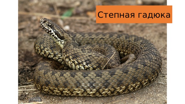 Степная гадюка 