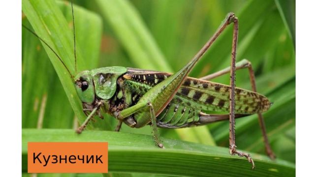 Кузнечик 