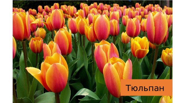 Тюльпан 
