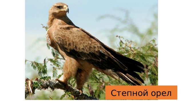 Степной орел 