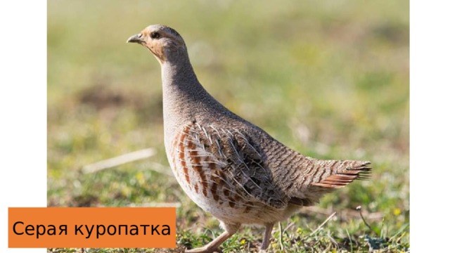 Серая куропатка Серая куропатка 