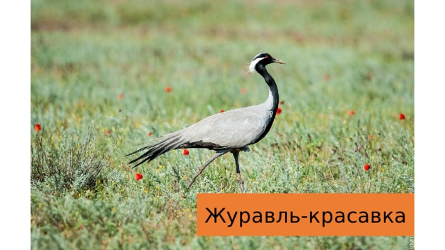 Журавль-красавка 