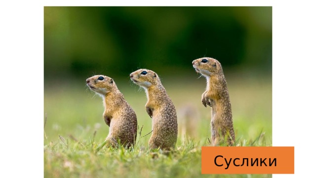 Суслики 