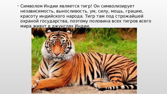 Символом Индии является тигр! Он символизирует независимость, выносливость, ум, силу, мощь, грацию, красоту индийского народа. Тигр там под строжайшей охраной государства, поэтому половина всех тигров всего мира живут в джунглях Индии. 