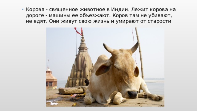 Корова - священное животное в Индии. Лежит корова на дороге - машины ее объезжают. Коров там не убивают, не едят. Они живут свою жизнь и умирают от старости 