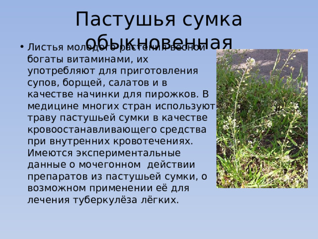 Пастушья сумка обыкновенная Листья молодого растения весной богаты витаминами, их употребляют для приготовления супов, борщей, салатов и в качестве начинки для пирожков. В медицине многих стран используют траву пастушьей сумки в качестве кровоостанавливающего средства при внутренних кровотечениях. Имеются экспериментальные данные о мочегонном действии препаратов из пастушьей сумки, о возможном применении её для лечения туберкулёза лёгких. 