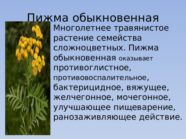 Пижма обыкновенная Многолетнее травянистое растение семейства сложноцветных. Пижма обыкновенная оказывает противоглистное, противовоспалительное , бактерицидное, вяжущее, желчегонное, мочегонное, улучшающее пищеварение, ранозаживляющее действие. 