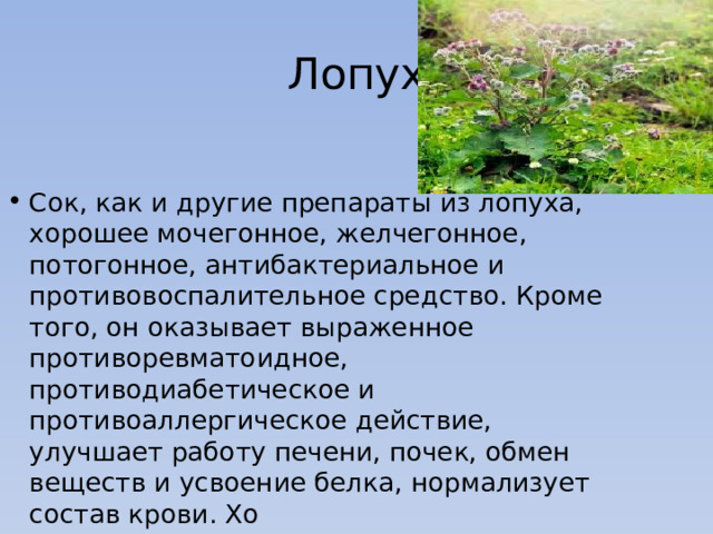 Лопух Сок, как и другие препараты из лопуха, хорошее мочегонное, желчегонное, потогонное, антибактериальное и противовоспалительное средство. Кроме того, он оказывает выраженное противоревматоидное, противодиабетическое и противоаллергическое действие, улучшает работу печени, почек, обмен веществ и усвоение белка, нормализует состав крови. Хо 