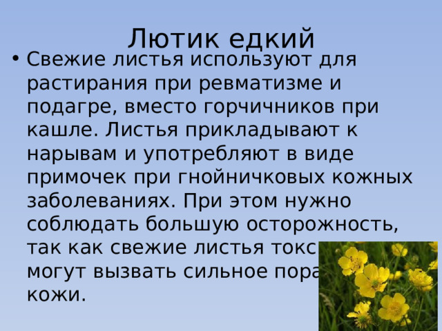 Лютик едкий Свежие листья используют для растирания при ревматизме и подагре, вместо горчичников при кашле. Листья прикладывают к нарывам и употребляют в виде примочек при гнойничковых кожных заболеваниях. При этом нужно соблюдать большую осторожность, так как свежие листья токсичны и могут вызвать сильное поражение кожи. 