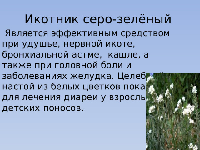 Икотник серо-зелёный  Является эффективным средством при удушье, нервной икоте, бронхиальной астме, кашле, а также при головной боли и заболеваниях желудка. Целебный настой из белых цветков показан для лечения диареи у взрослых и детских поносов. 