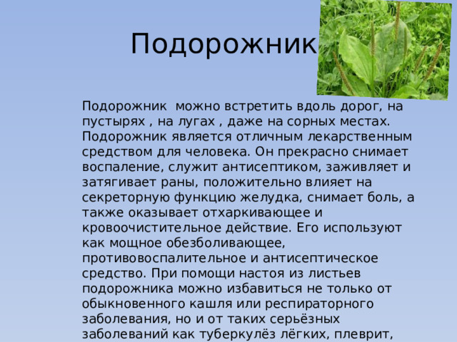 Подорожник Подорожник можно встретить вдоль дорог, на пустырях , на лугах , даже на сорных местах. Подорожник является отличным лекарственным средством для человека. Он прекрасно снимает воспаление, служит антисептиком, заживляет и затягивает раны, положительно влияет на секреторную функцию желудка, снимает боль, а также оказывает отхаркивающее и кровоочистительное действие. Его используют как мощное обезболивающее, противовоспалительное и антисептическое средство. При помощи настоя из листьев подорожника можно избавиться не только от обыкновенного кашля или респираторного заболевания, но и от таких серьёзных заболеваний как туберкулёз лёгких, плеврит, катар верхних дыхательных путей, бронхиальная астма и коклюш. 