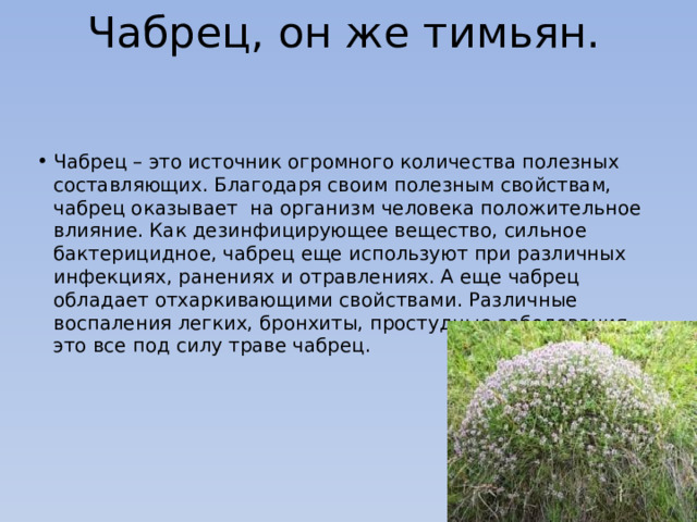 Чабрец, он же тимьян. Чабрец – это источник огромного количества полезных составляющих. Благодаря своим полезным свойствам, чабрец оказывает на организм человека положительное влияние. Как дезинфицирующее вещество, сильное бактерицидное, чабрец еще используют при различных инфекциях, ранениях и отравлениях. А еще чабрец обладает отхаркивающими свойствами. Различные воспаления легких, бронхиты, простудные заболевания – это все под силу траве чабрец. 