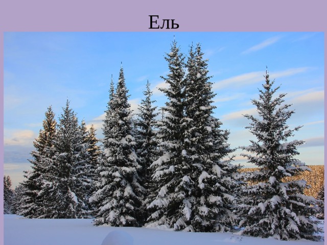 Ель 