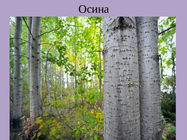 Осина 