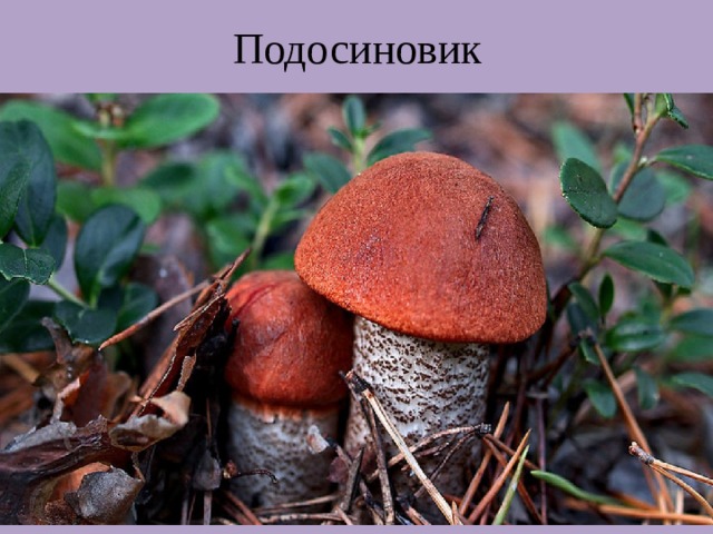 Подосиновик 