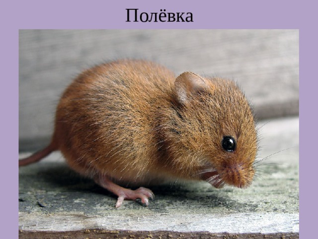 Полёвка 