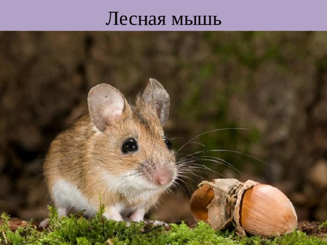 Лесная мышь 