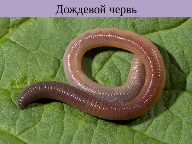 Дождевой червь 