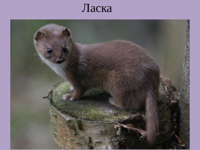 Ласка 