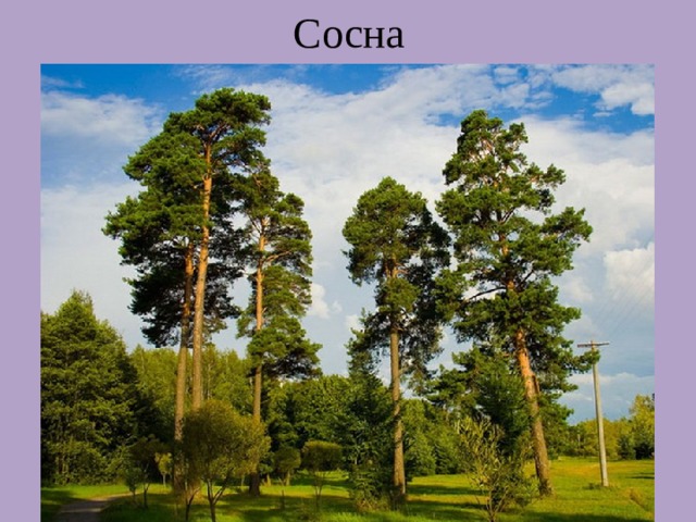 Сосна 