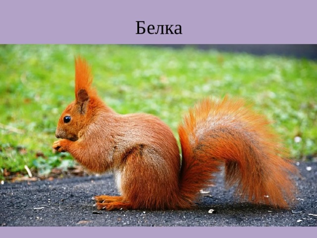 Белка 