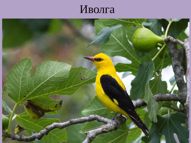 Иволга 