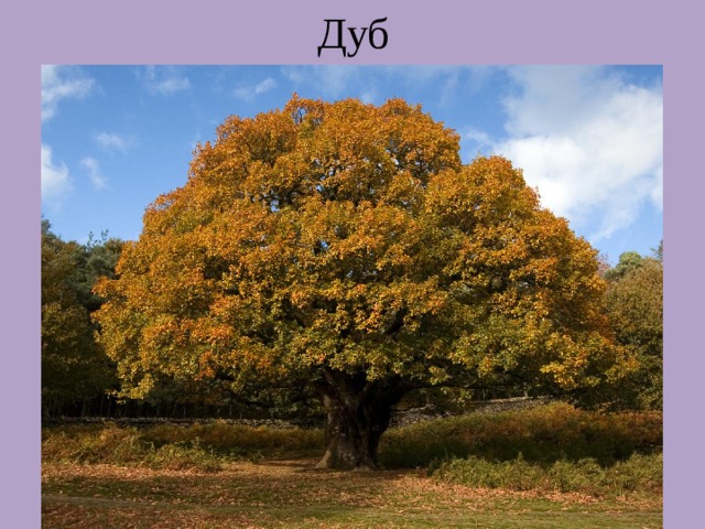 Дуб 