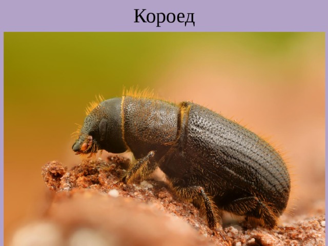 Короед 