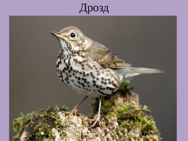 Дрозд 