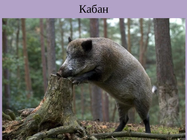 Кабан 