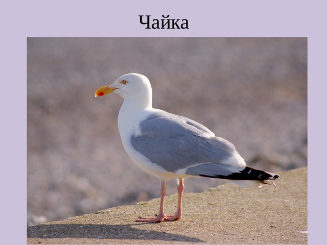 Чайка 