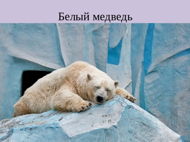 Белый медведь 