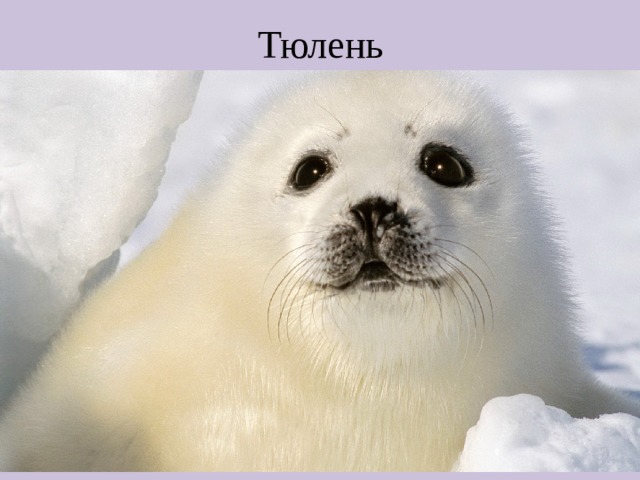 Тюлень 