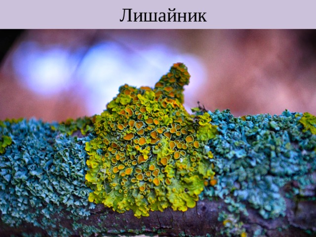Лишайник 