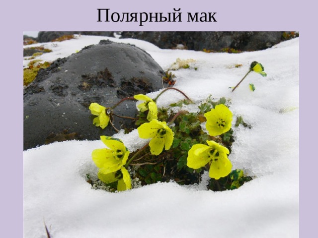 Полярный мак 