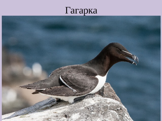 Гагарка 