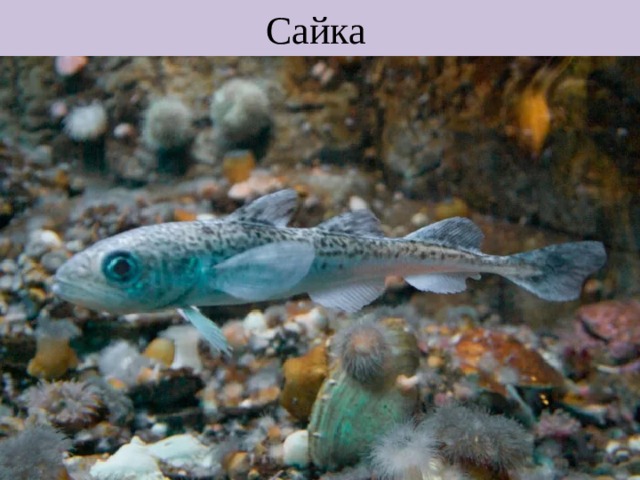 Сайка 