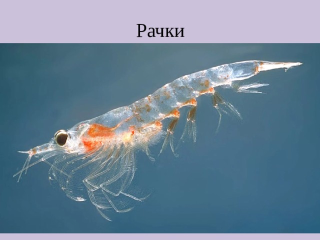 Рачки 