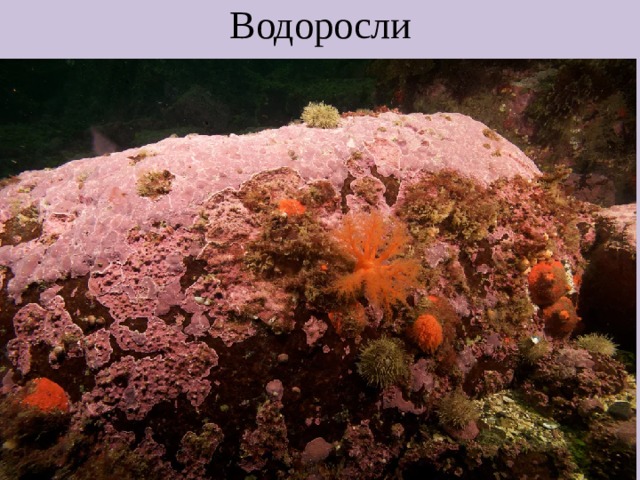 Водоросли 