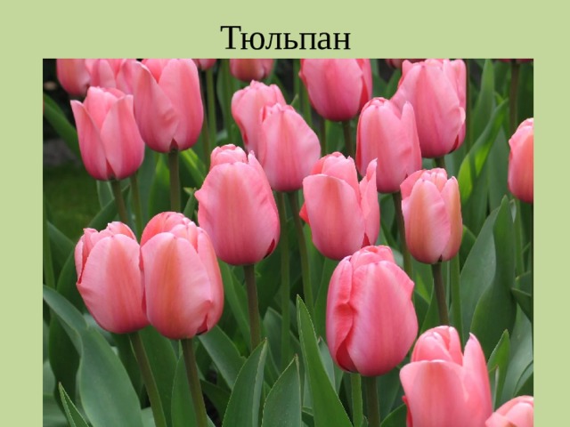 Тюльпан 