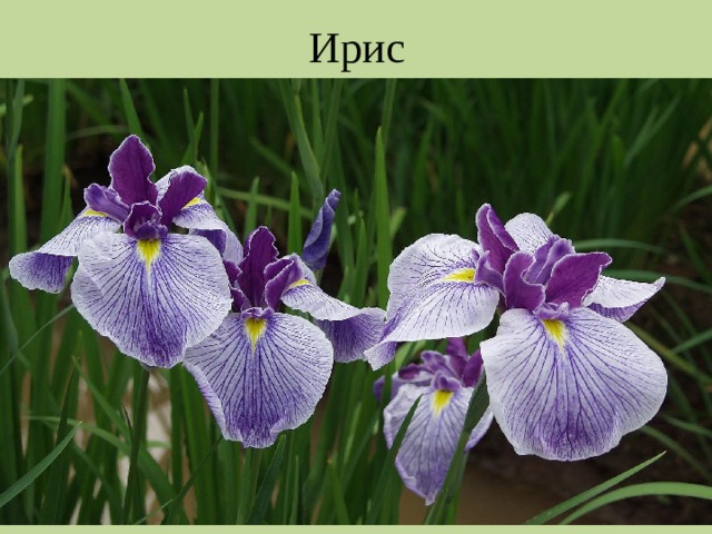 Ирис 