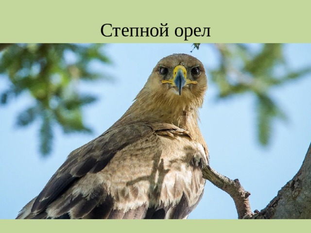 Степной орел 