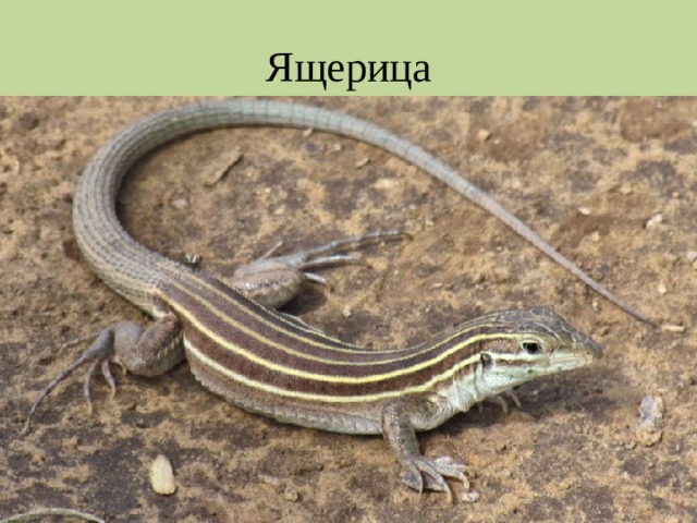 Ящерица 