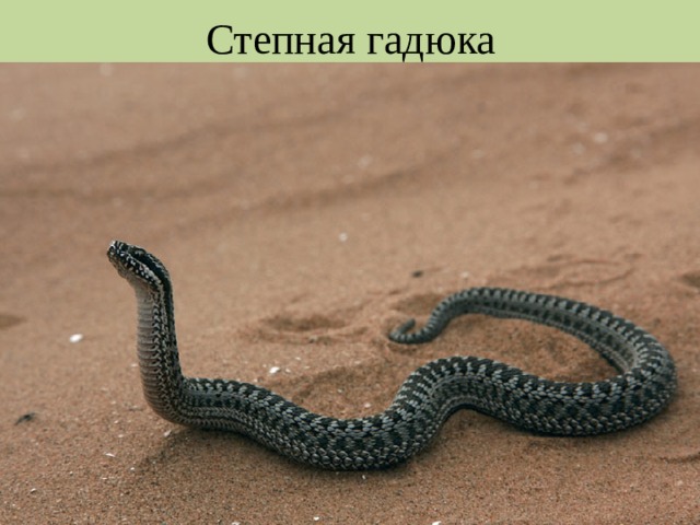 Степная гадюка 