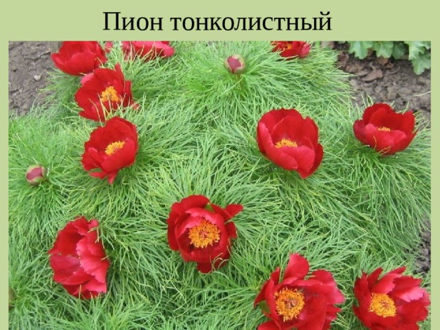 Пион тонколистный 