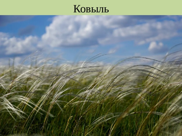 Ковыль 
